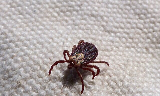 Jak wyciągnąć kleszcza psu Jak wyciągnąć kleszcza psu