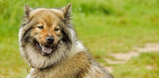 Ile długości ma Citroen C4?