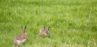 Czy za pęknięta lampę można dostać mandat?