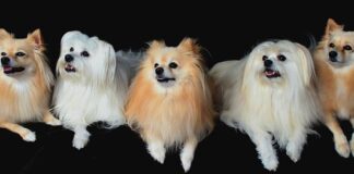 Jak powinny być ustawione światła mijania?