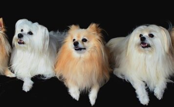 Jak powinny być ustawione światła mijania?