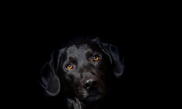 Która hybryda jest najlepsza? Która hybryda jest najlepsza?