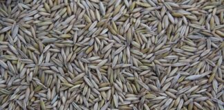 Gdzie produkuje się Citroena?