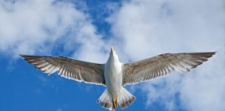 Ile pali VW Caddy 2.0 SDI?