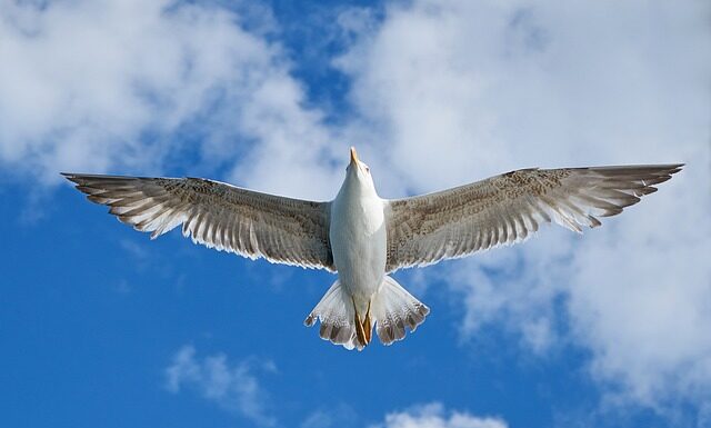 Ile pali VW Caddy 2.0 SDI? Ile pali VW Caddy 2.0 SDI?