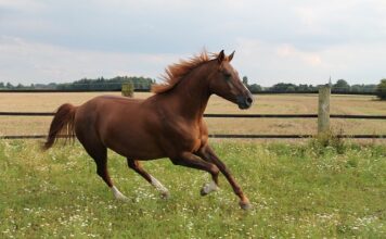 Ile koni ma najszybszy samochód na świecie?