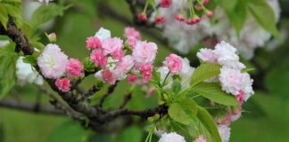 Jaka jest żywotność baterii w Tesli?