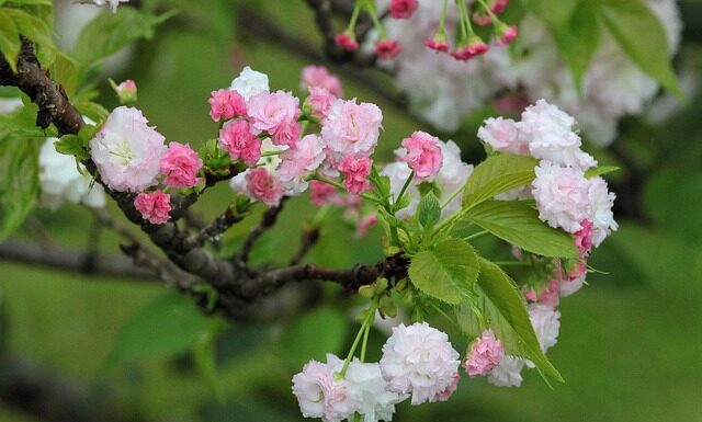 Jaka jest żywotność baterii w Tesli? Jaka jest żywotność baterii w Tesli?