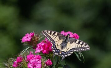 Jakie jest najrzadsze auto na świecie?