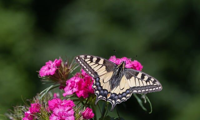 Jakie jest najrzadsze auto na świecie? Jakie jest najrzadsze auto na świecie?