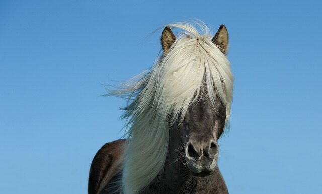 Ile koni ma citroen C1 10?