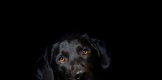 Jak jeździć hybryda Toyoty?