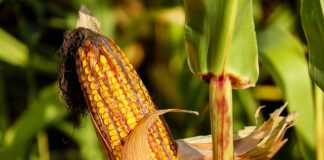 Czy kolby dla papug są zdrowe?