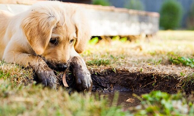 Jak nie wolno bawić się ze szczeniakiem?