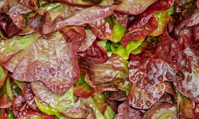 Czy można zapakować próżniowo sałatkę jarzynową?