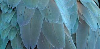 Jak zrobić ptasie mleczko z galaretki i jogurtu?