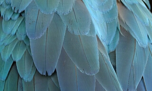 Jak zrobić ptasie mleczko z galaretki i jogurtu? Jak zrobić ptasie mleczko z galaretki i jogurtu?