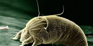 Co zamiast jajek przy alergii?