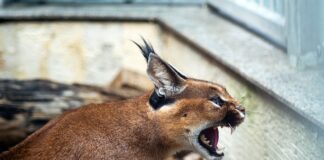 Jak zrobić kryjówkę dla kota?