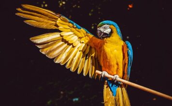 Czy papugi mogą jeść liście?