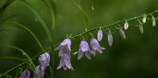 Ile płatków owsianych zamiast jajka?