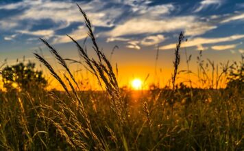 W jakiej cenie jest jęczmień?