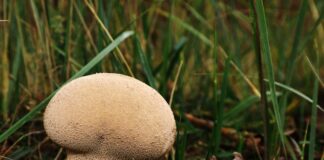 Ile worków śmieci można wystawić?