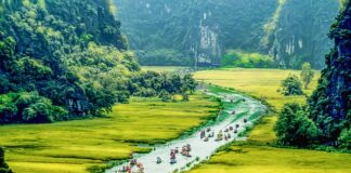 Co zamiast kołnierza u psa?