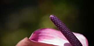 Jak zrobić samemu Kolbe dla ptaków?