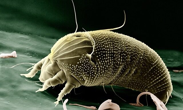 Kiedy mija alergia na jajko? Kiedy mija alergia na jajko?