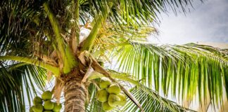 W jakim kraju rosną kokosy?