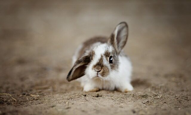 Jak mądre są króliki?