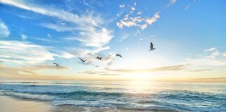 Jak bawić się z ptakiem?