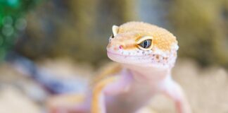 Jak zlikwidować robaki w koszu na śmieci?