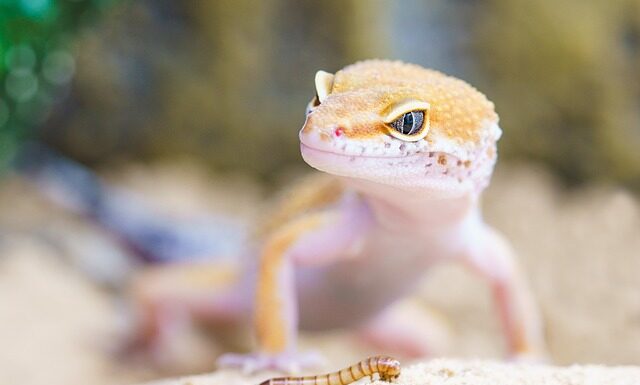 Jak zlikwidować robaki w koszu na śmieci? Jak zlikwidować robaki w koszu na śmieci?