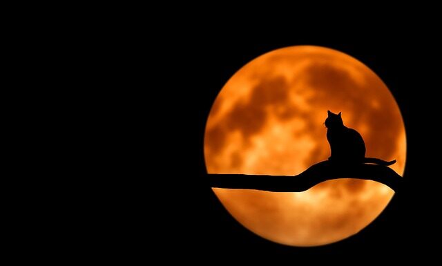 Co to znaczy jak kot chowa się pod koc?