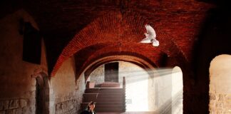 Kiedy kot jest zazdrosny?