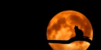 Jak zachęcić kota do nowego legowiska?