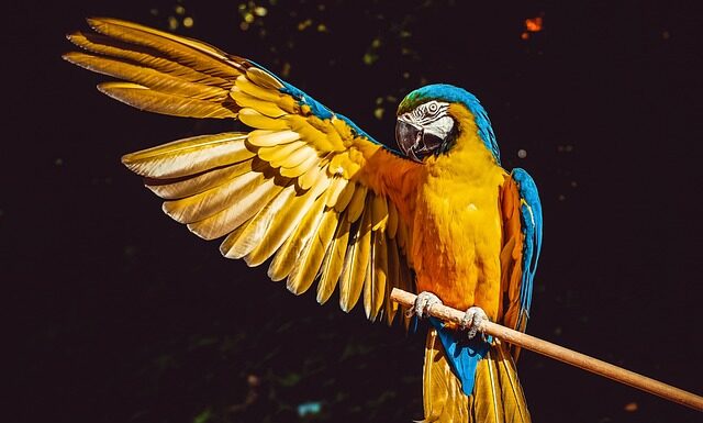 Co zrobić gdy papuga ucieknie?