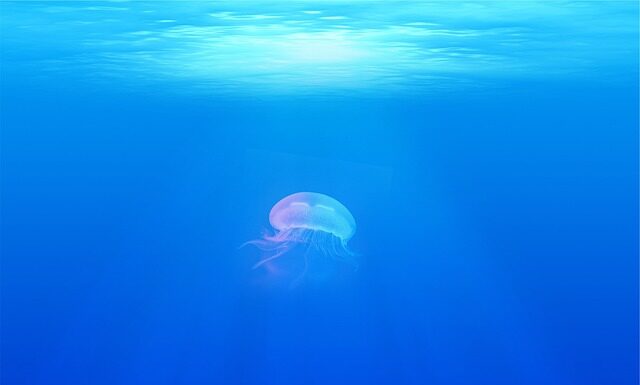 Co zamiast bitej śmietany do galaretki? Co zamiast bitej śmietany do galaretki?