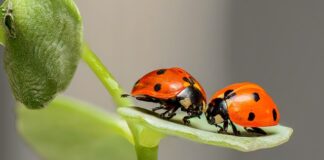 Czy można wejść z psem do Biedronki?