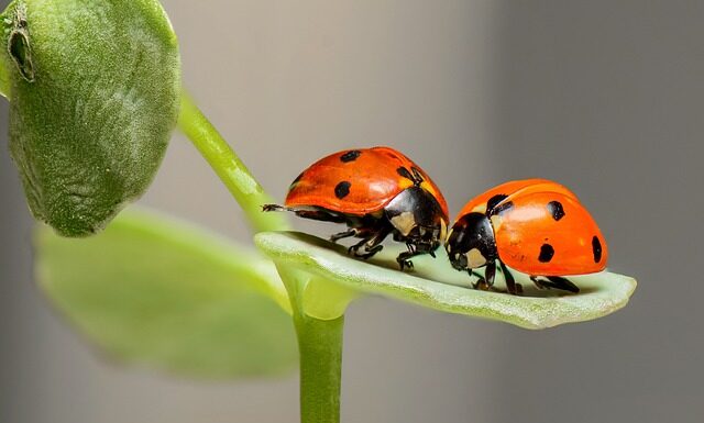 Czy można wejść z psem do Biedronki?