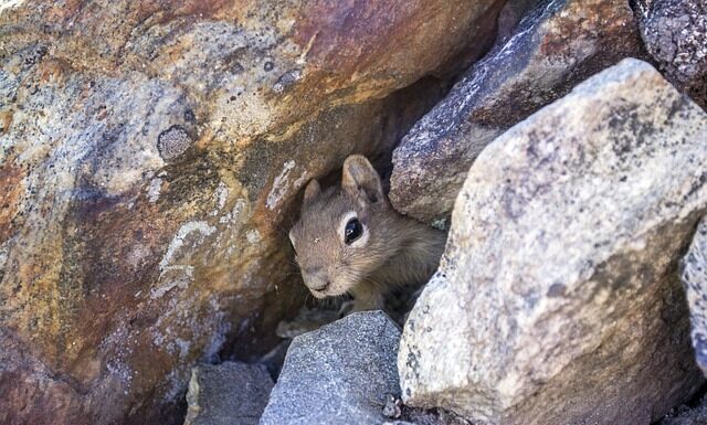 Jak zrobić legowisko dla kota ze sznurka?