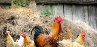 Co zrobić gdy kury jedzą jajka?