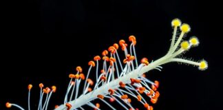 Jak zrobić ptasie mleczko z 3 składników?