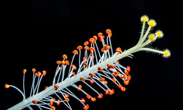 Jak zrobić ptasie mleczko z 3 składników? Jak zrobić ptasie mleczko z 3 składników?