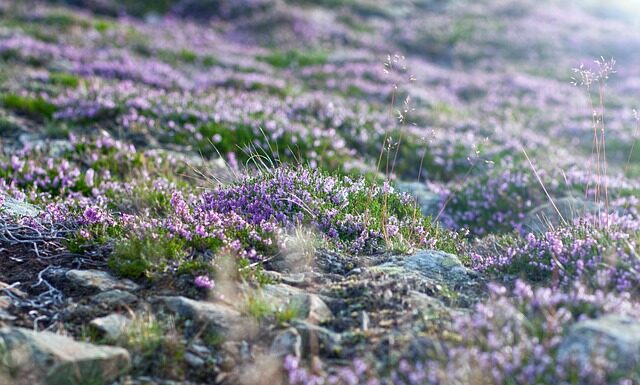 Czy Śnieżka jest zdrowa?