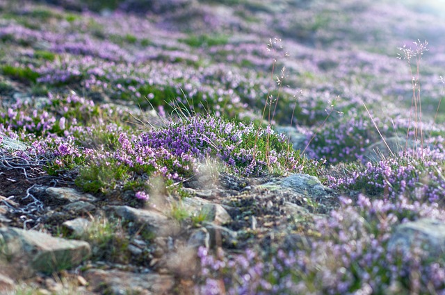 Czy Śnieżka jest zdrowa? Czy Śnieżka jest zdrowa?