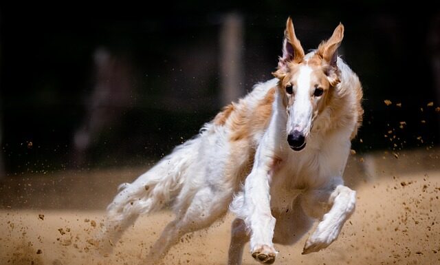 Czy piszczące zabawki są dobre dla psów? Czy piszczące zabawki są dobre dla psów?