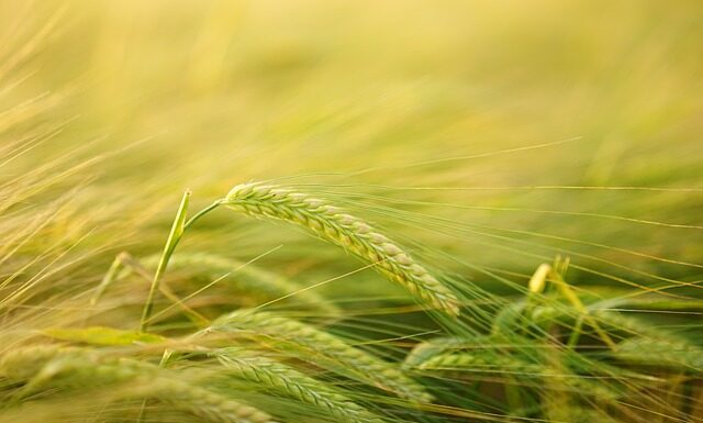 Ile mąki ziemniaczanej zamiast jajka?